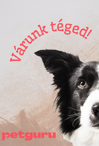 Petguru logo