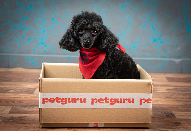 Petguru