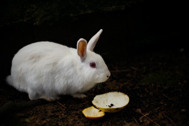 mit-nem-ehet-a-nyuszi