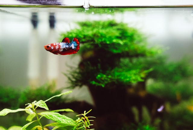 akvarium-betta