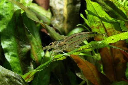 amano