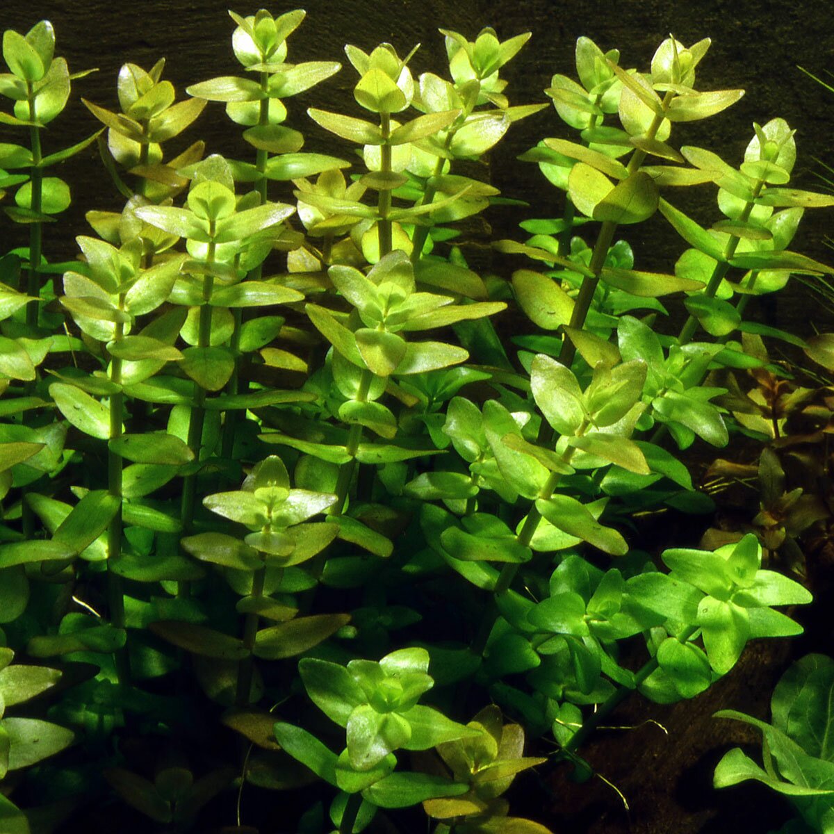 Bacopa caroliniana? Üde színfolt az akváriumban