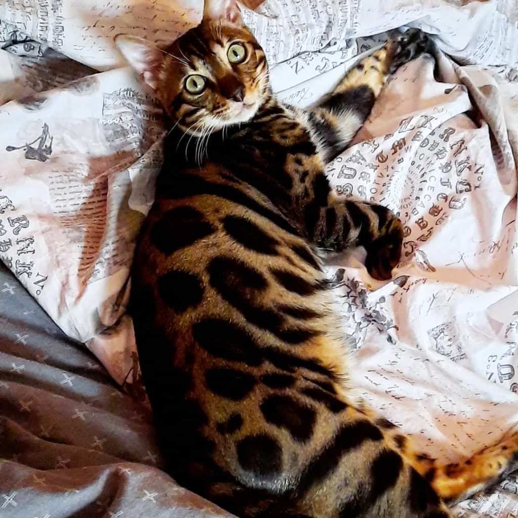 bengali-cica