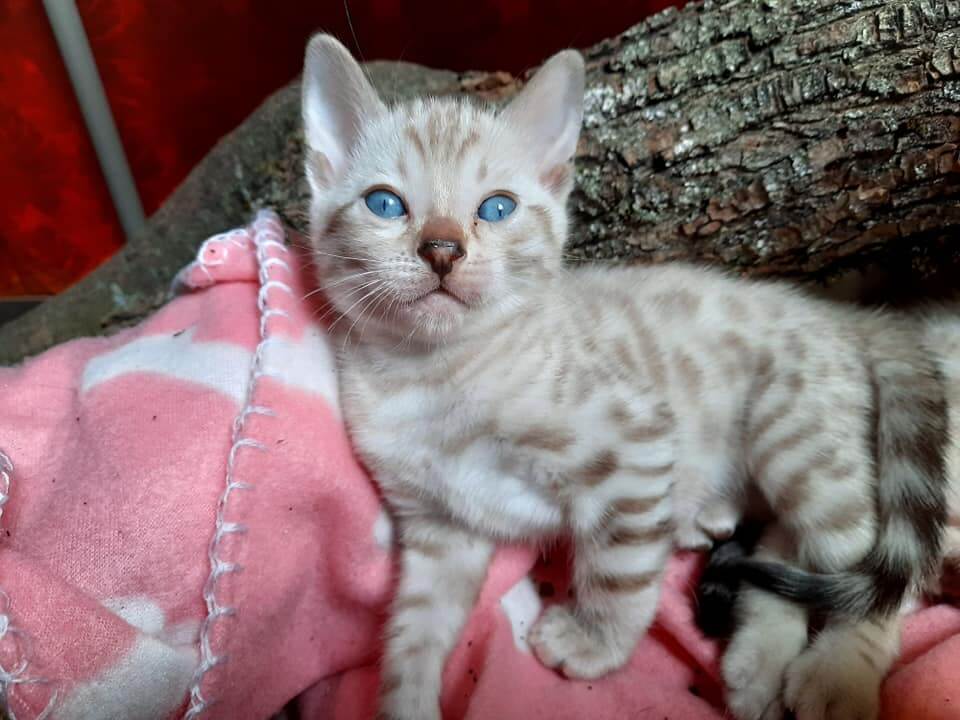 bengal-kiscica