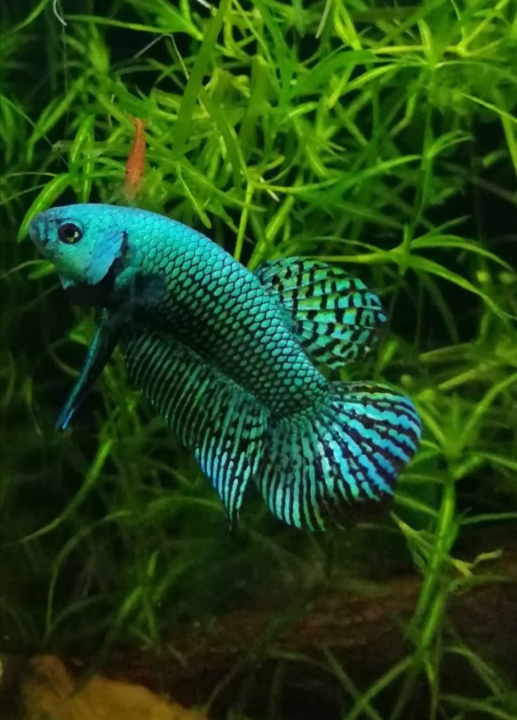 betta