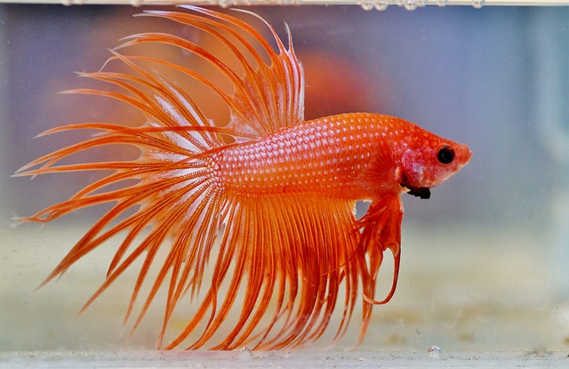 betta-hal