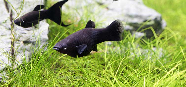 Black molly - azaz a jukatáni fogaspontyok fekete szépsége