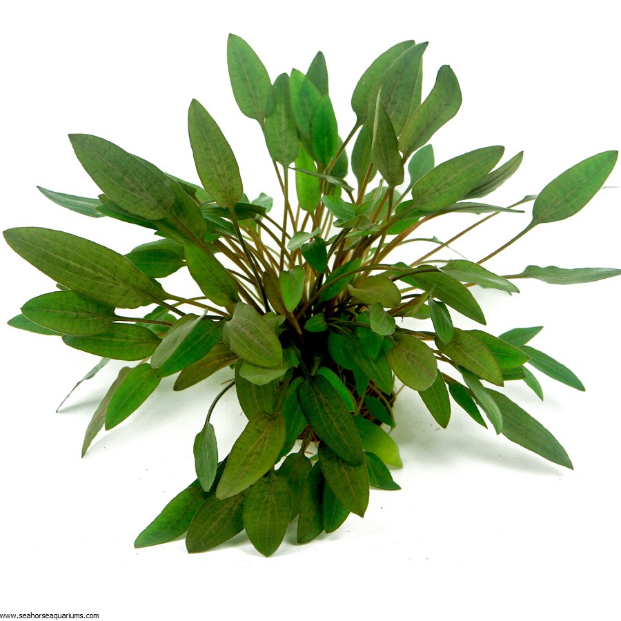 cryptocoryne-wendtii