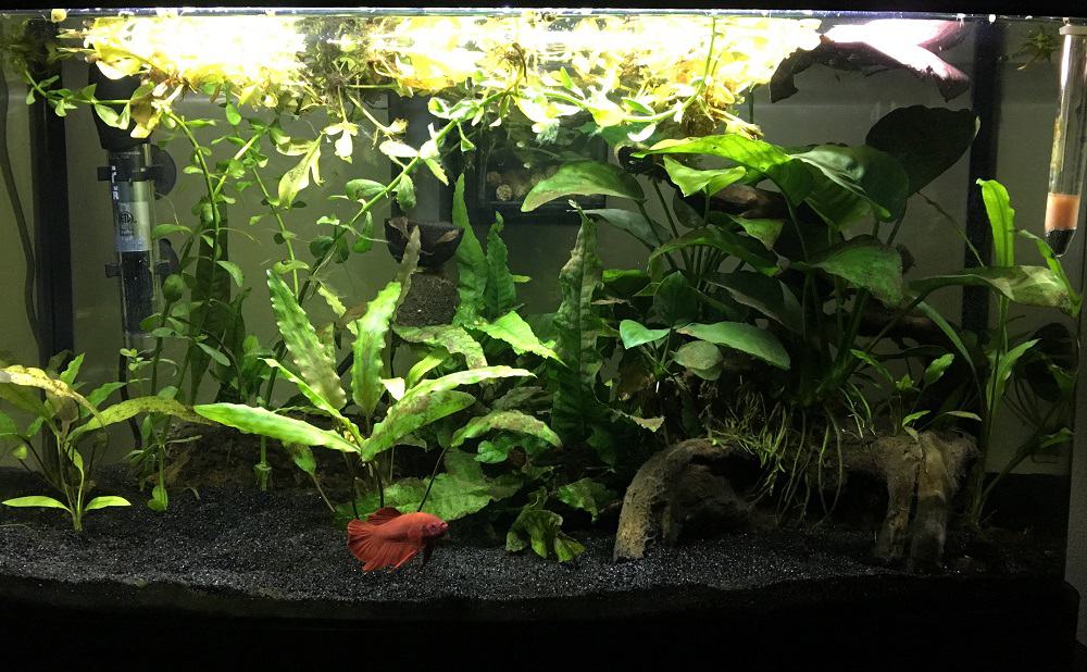 bettas-akvarium