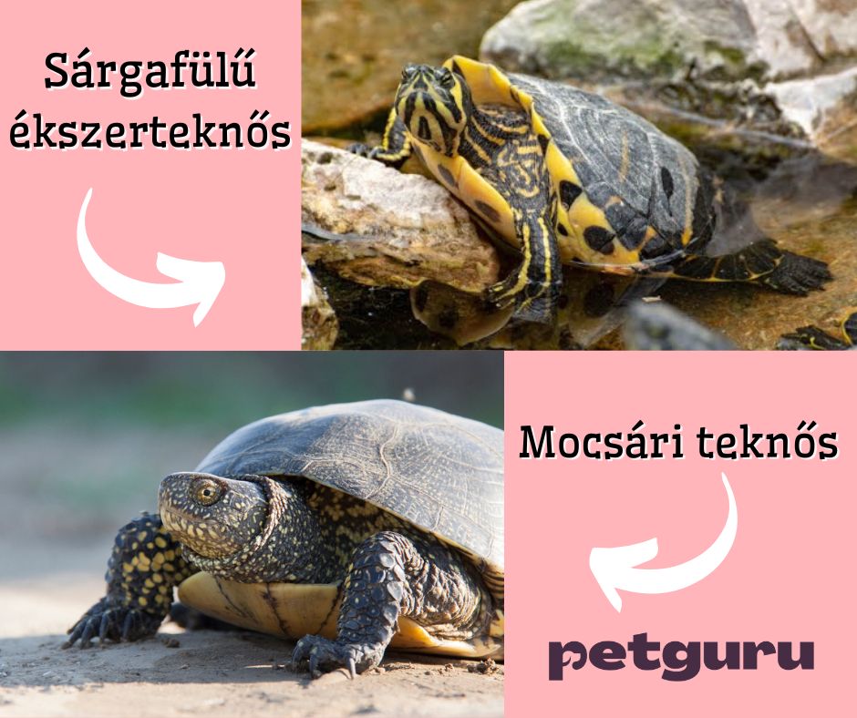 ekszerteknos-mocsari-teknos