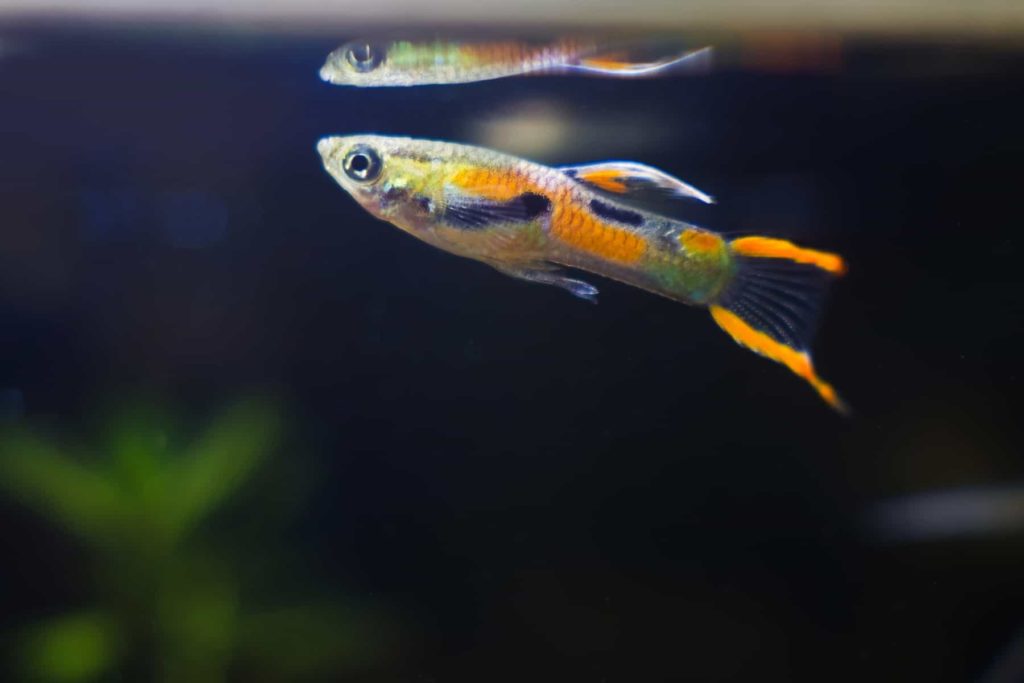 endler-guppi 