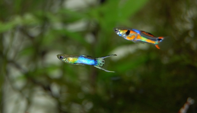 endler-guppi