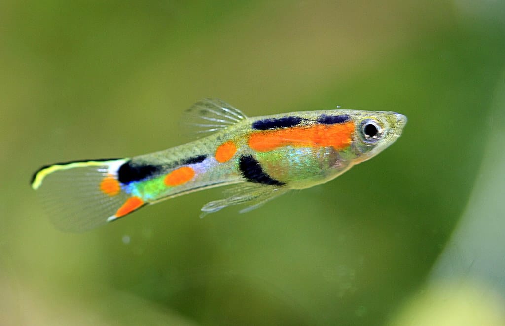 Endler guppi
