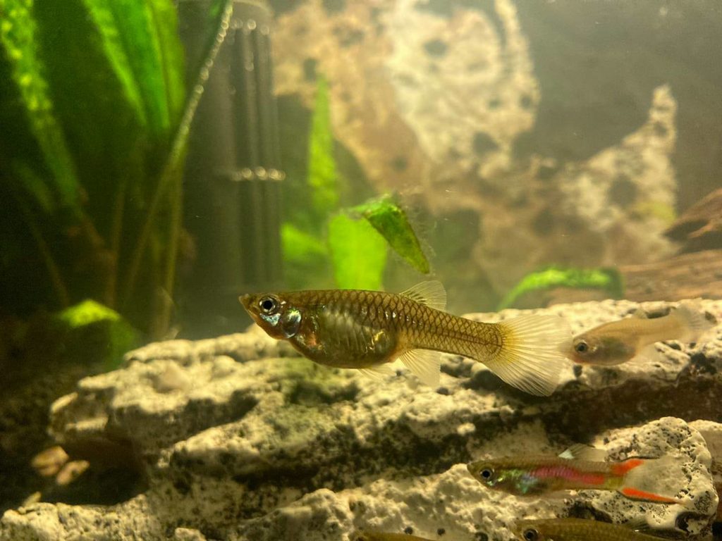 guppi-nosteny