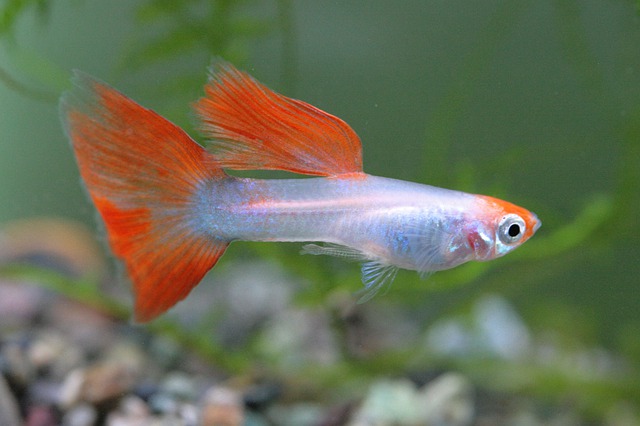 guppi-szinek
