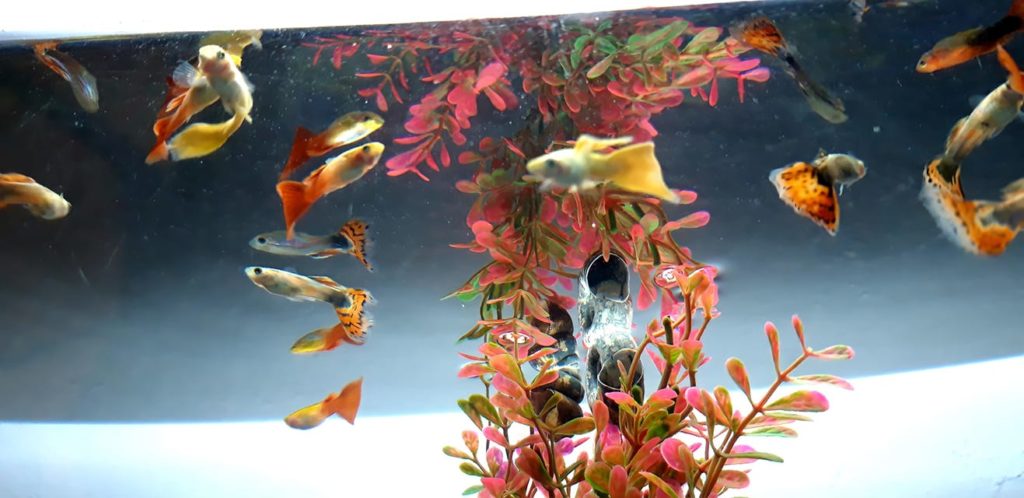 guppis-akvarium