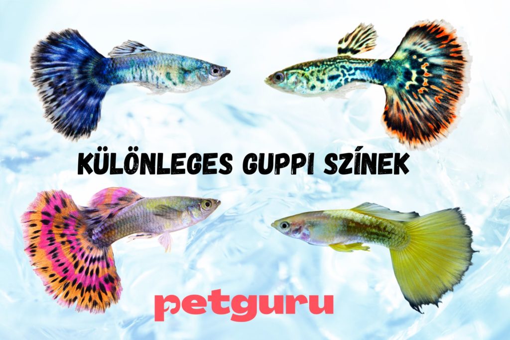 guppy-szinek