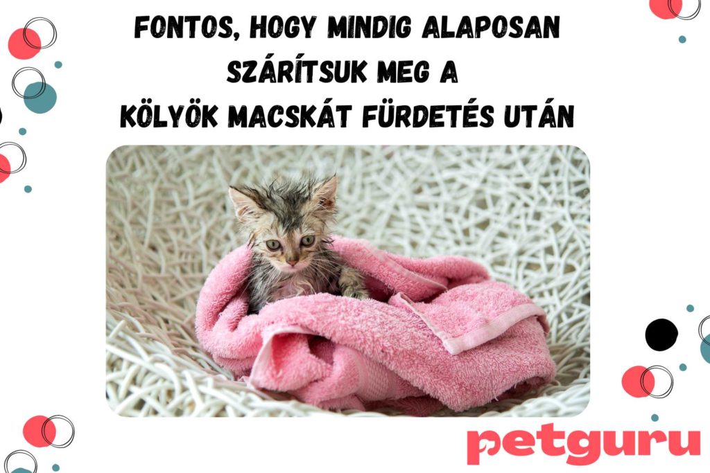 hogyan-furdessunk-macskat