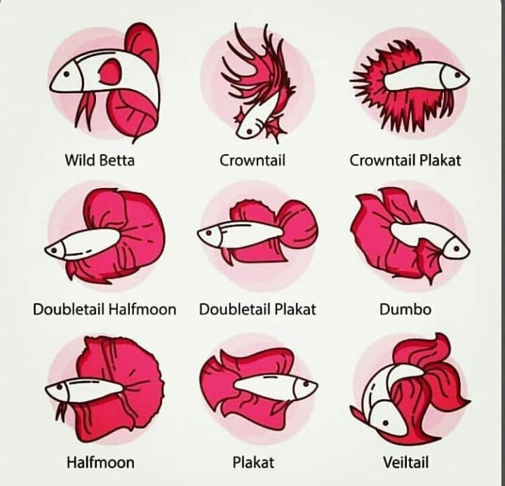 koronas-betta