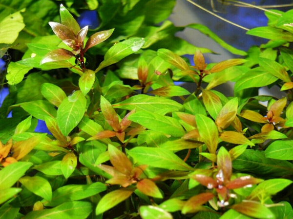 Ludwigia repens - Piros fonákú tóalma