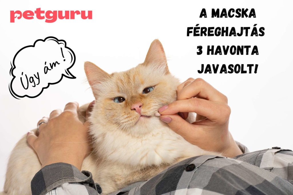 macska-fereg