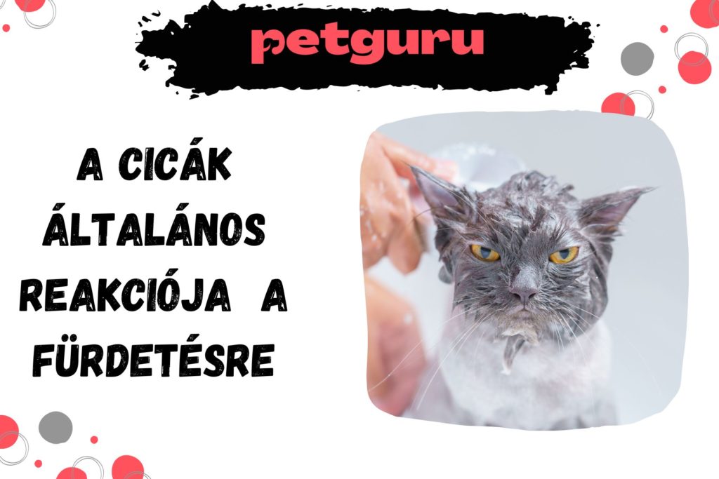 macska-furdetes