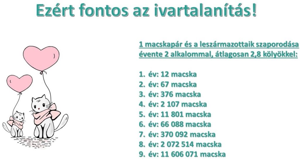 macska-szaporulat