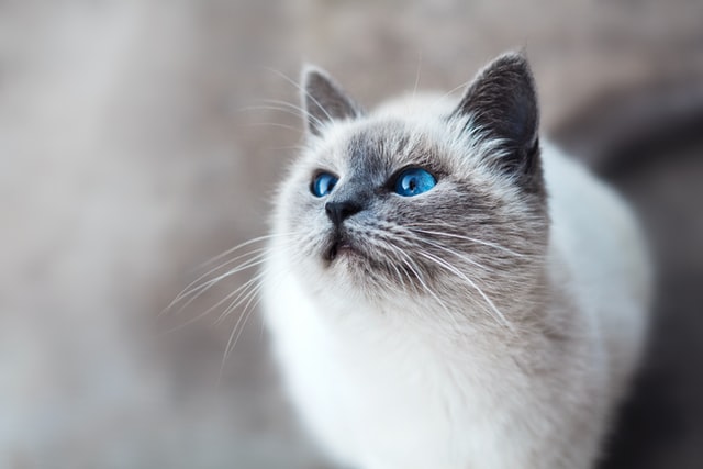 A ragdoll macska - Ölelnivaló babacica?!