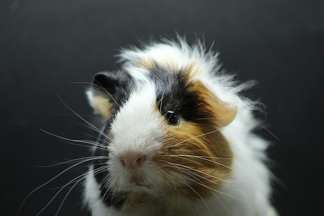 tengerimalac