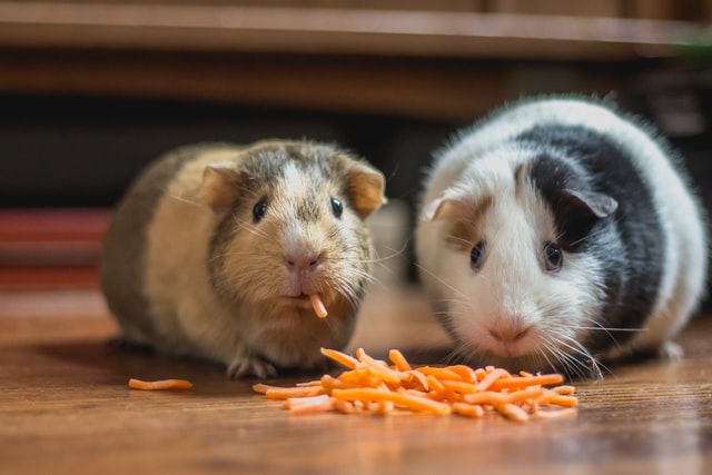 A tengerimalac – a kurrogó hordótestű háziállat