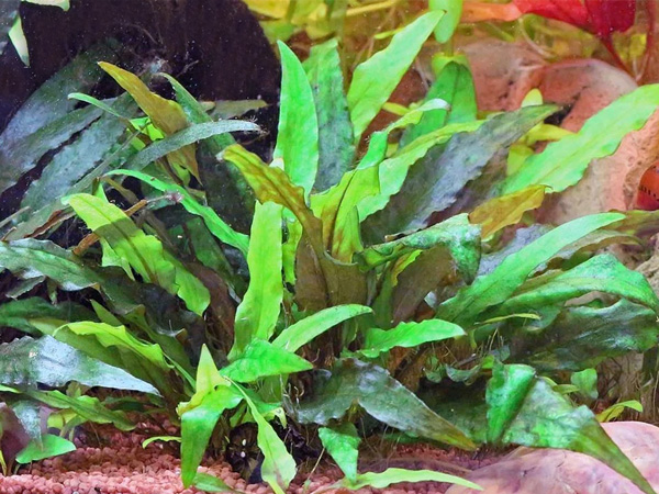 Cryptocoryne wendtii - Wendtii vízikelyhe