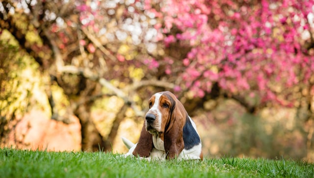 A basset hound - Columbo habókos kedvence