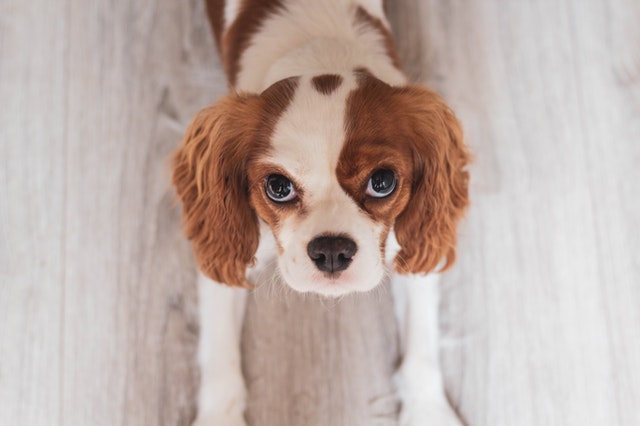 A cavalier king charles spániel - Egy örök öleb