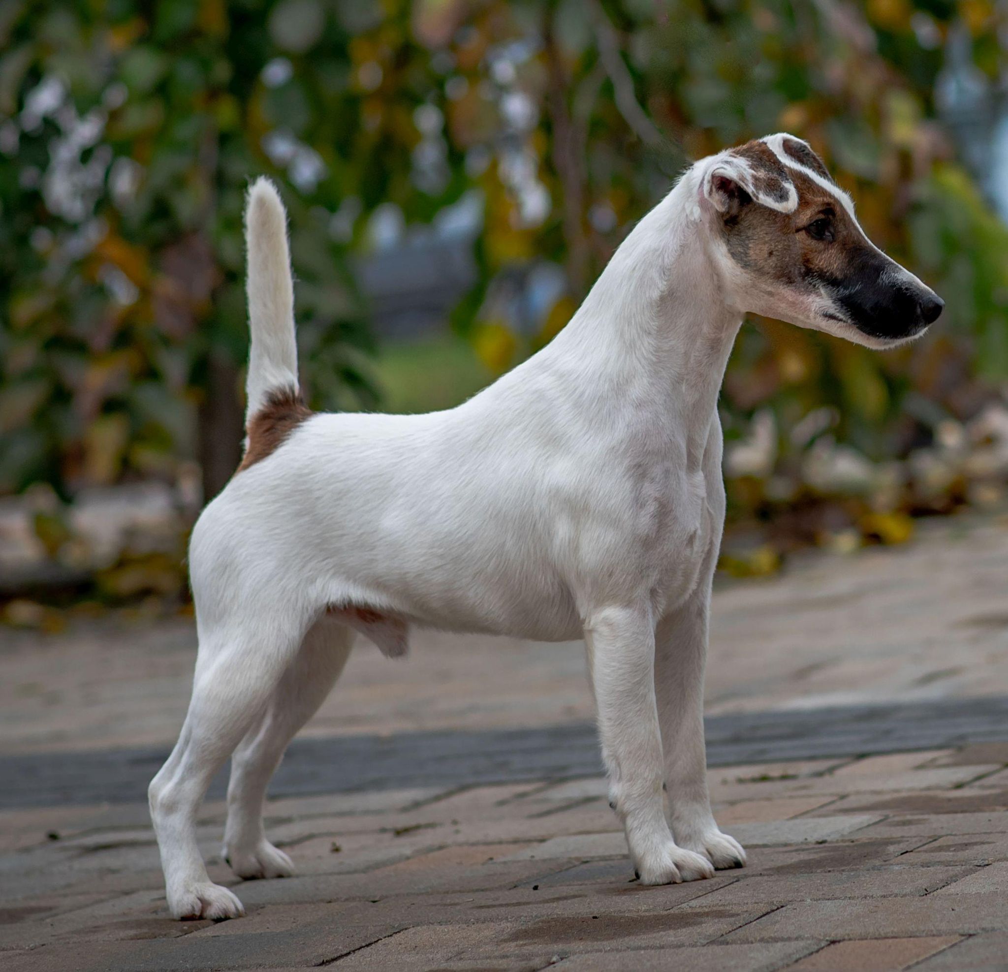 A foxterrier - Előkelő kicsi vadász