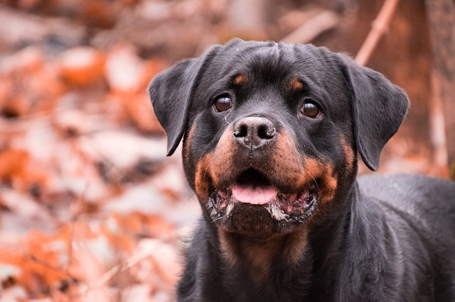 A rottweiler - A meg nem értett óriás