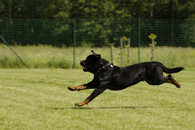 rotweiler