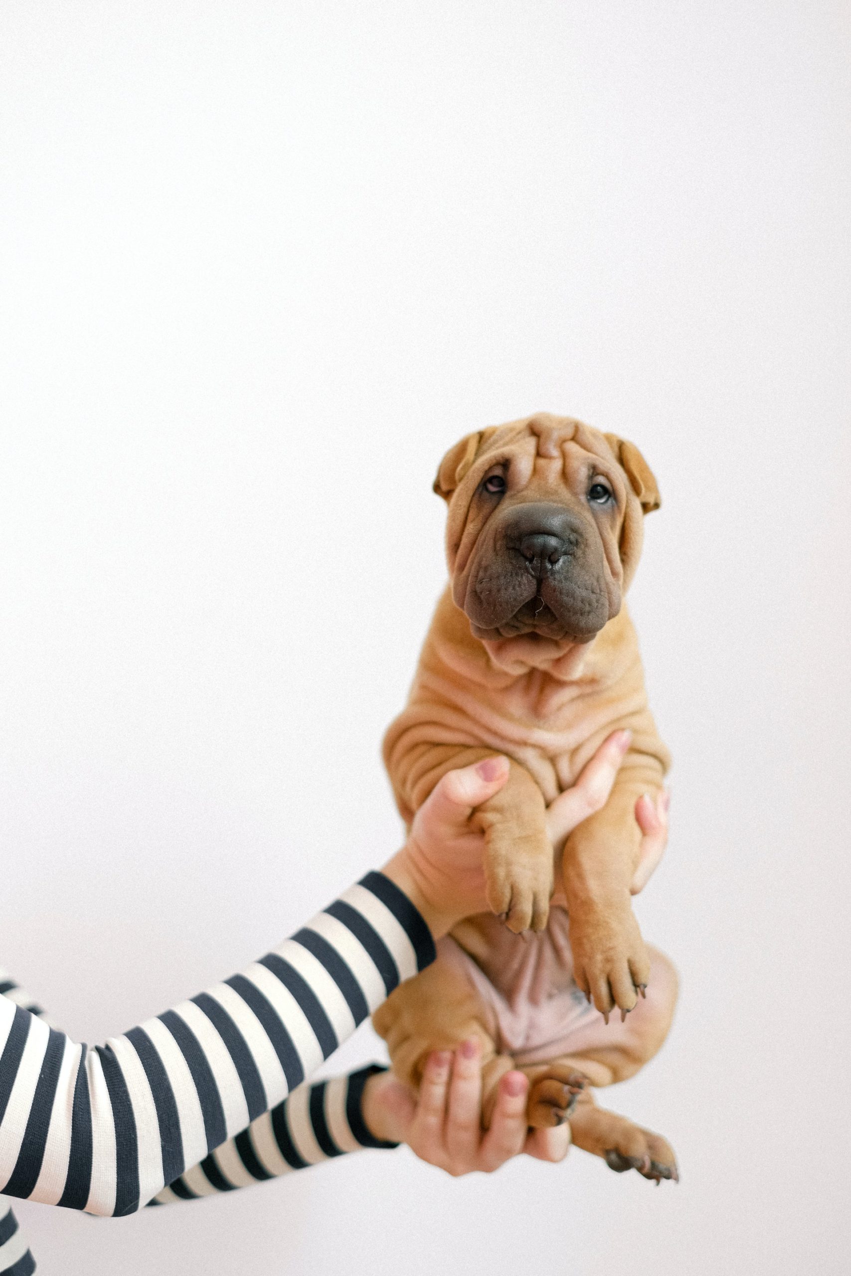 A shar pei - Tengernyi bőr alatt a család kedvence