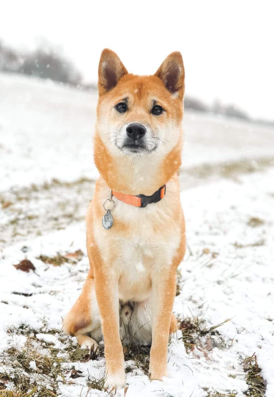 A shiba inu - A legkelendőbb japán mémkutya