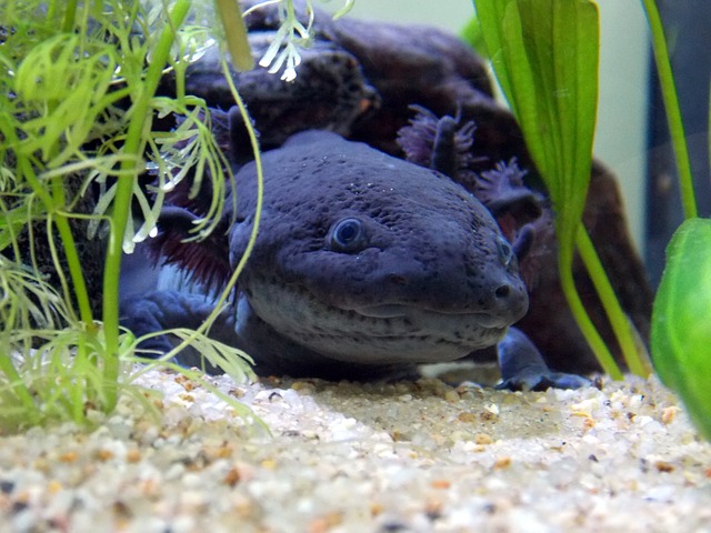 axolotl-fajta