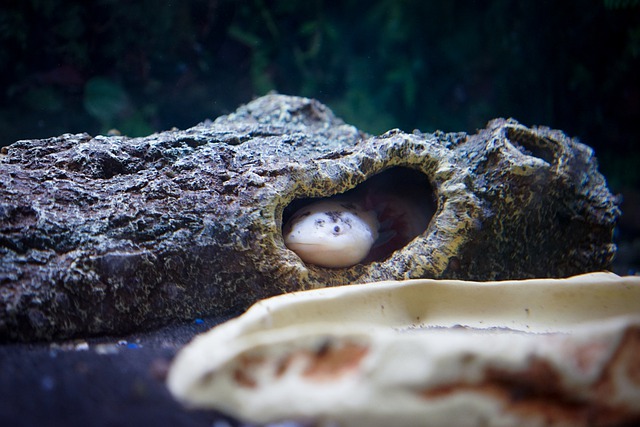 axolotl-igenyei