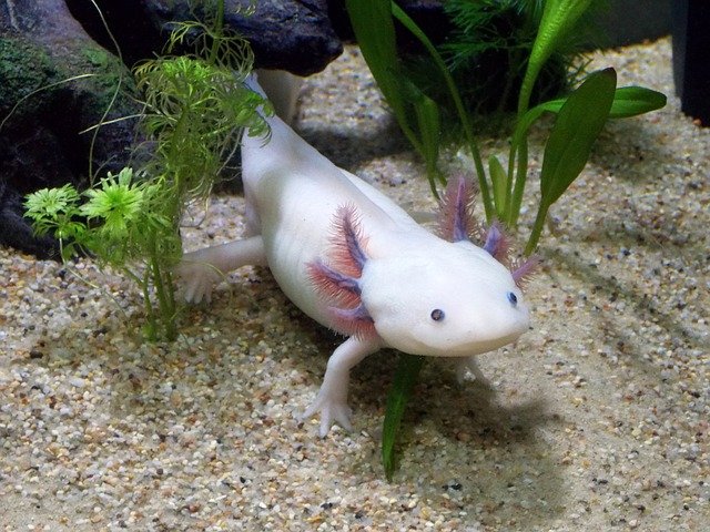A mexikói axolotl – az érdekes akvárium lakó