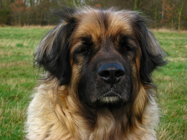 leonbergi-kutya