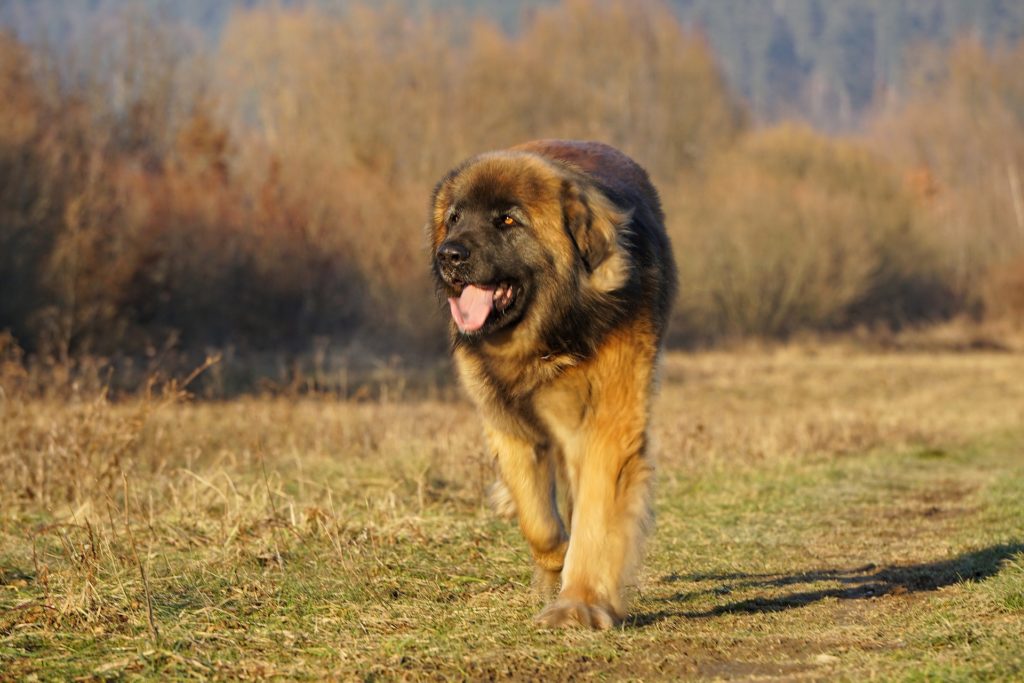 leonbergi-kiskutya
