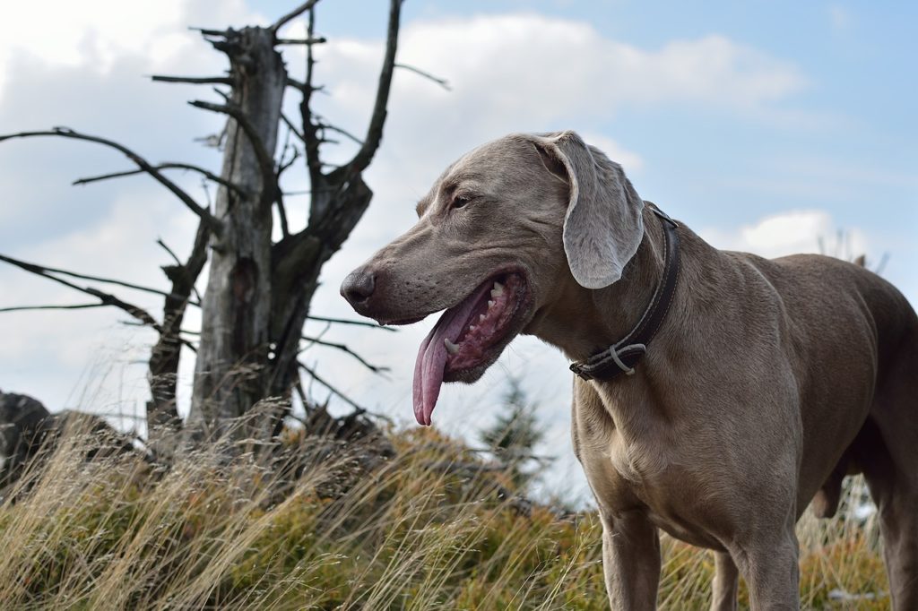 vizsla-fajtak