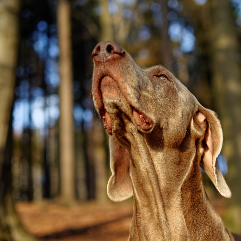 weimari-vizsla