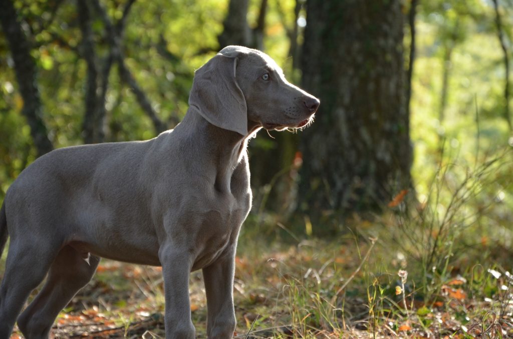 weimari-vizsla-ar