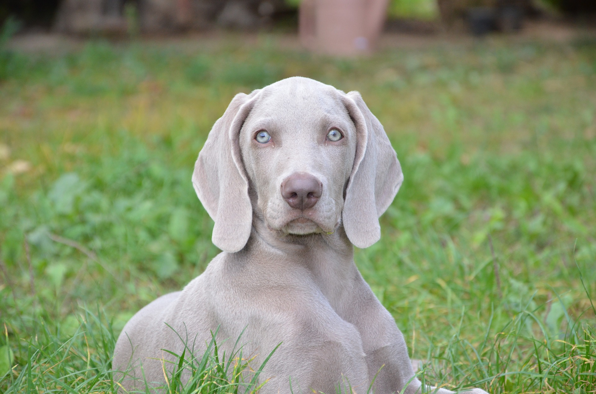Weimari vizsla - A vadászok ezüstös lovagja!