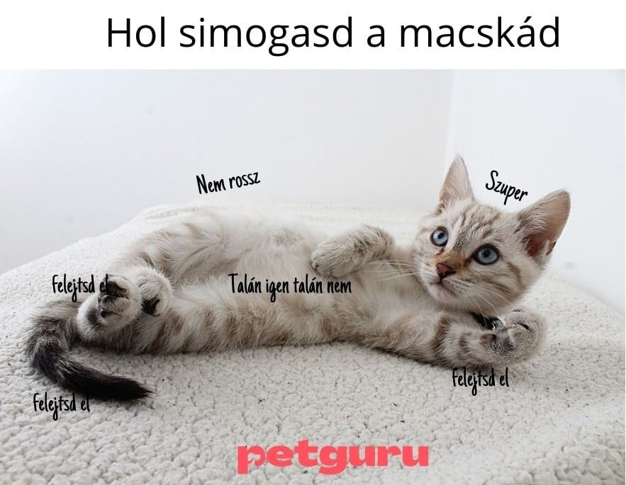 miert-tamad-a macska