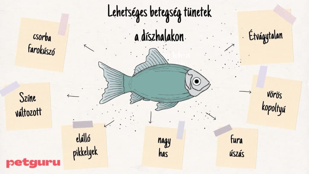 diszhal-betegseg-tunetek