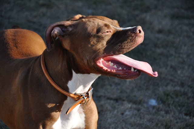 Pitbull- az erőfitogtatásra használt családi kutya?